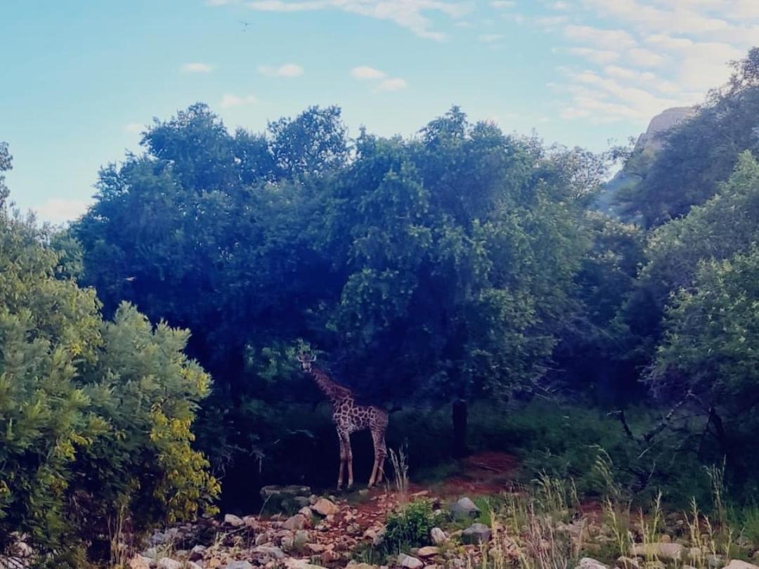 66 Sharalumbi Wildlife Estate Leilighet Lydenburg Eksteriør bilde