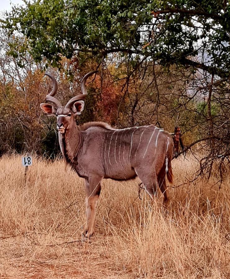 66 Sharalumbi Wildlife Estate Leilighet Lydenburg Eksteriør bilde