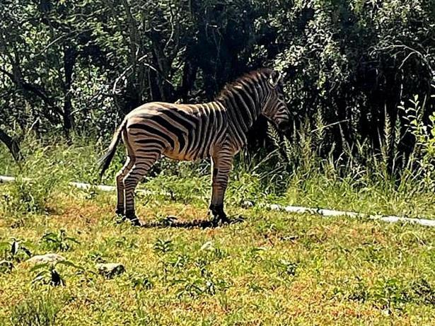 66 Sharalumbi Wildlife Estate Leilighet Lydenburg Rom bilde