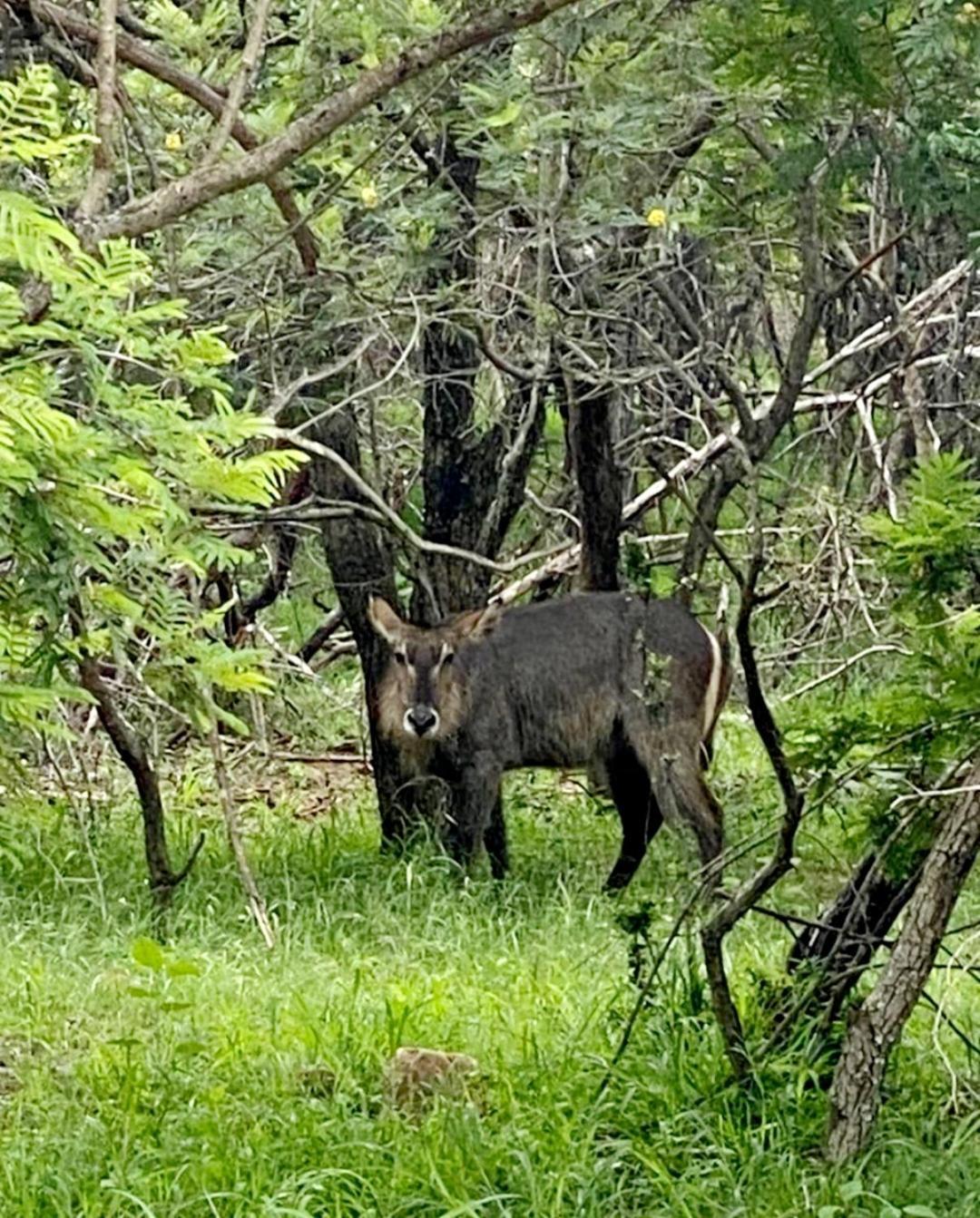 66 Sharalumbi Wildlife Estate Leilighet Lydenburg Rom bilde